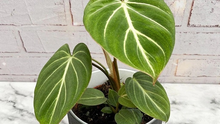 گلهای آپارتمانی شیک و لوکس گلهای آپارتمانی شیک و لوکس