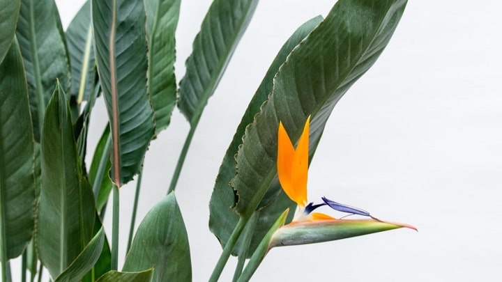 استرلیتزیا یا پرنده بهشتی؛ شیکترین گلهای آپارتمانی استرلیتزیا یا پرنده بهشتی؛ شیکترین گلهای آپارتمانی