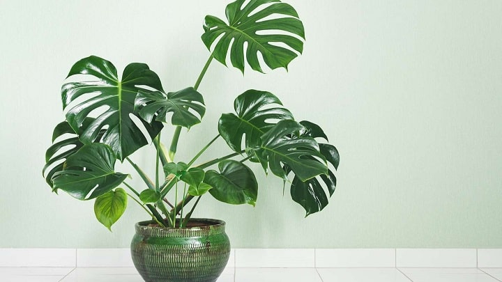 گیاه برگ انجیری یا مونسترا گیاه برگ انجیری یا مونسترا