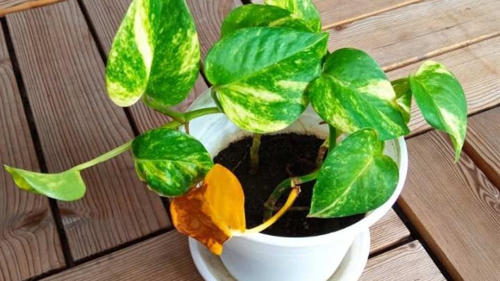 چگونه از زرد شدن برگهای پیتوس جلوگیری کنیم؟ چگونه از زرد شدن برگهای پیتوس جلوگیری کنیم؟