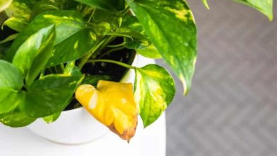 علت زرد شدن پیتوس + 4 راهکار برای حل این مشکل