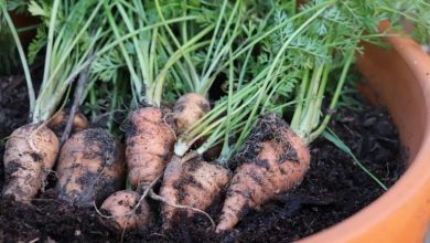 7 ترفند کاشت هویج در گلدان؛ از انتخاب بذر تا برداشت