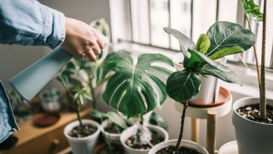 13 راز نگهداری گل و گیاه آپارتمانی که هیچ‌کس به شما نمی‌گوید