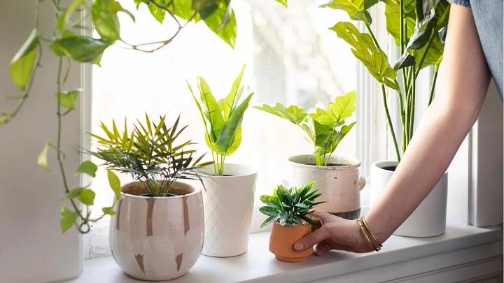 رازهای مهم برای نگهداری از گیاهان آپارتمانی