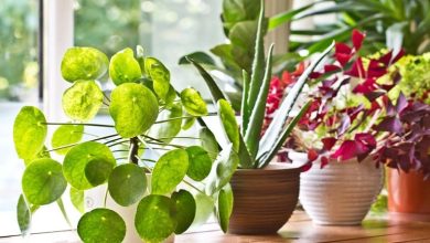 پرورش گل در خانه بدون نیاز به هزینه کردن: این 3 کار را انجام دهید