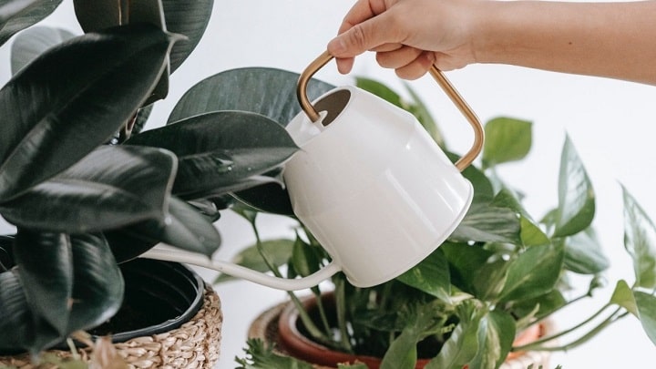 3 ترفند برای پرورش گل و گیاه در خانه بدون هزینه 3 ترفند برای پرورش گل و گیاه در خانه بدون هزینه