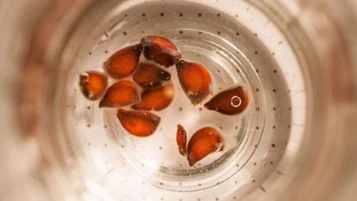 روش دم کردن به‌دانه + بهترین زمان مصرف