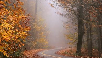 پاییز جادویی؛ تلاقی ابر و جنگل در ارتفاعات گرگان