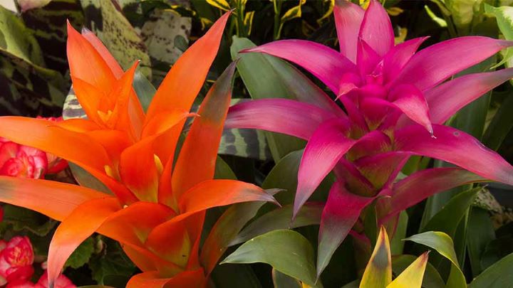 زیباترین گیاهان آپارتمانی استوایی