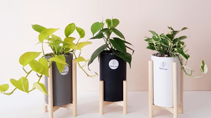 انواع گلدانهای مینیمال انواع گلدانهای مینیمال