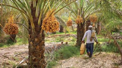 معرفی نخلستان آبپخش؛ قلب تپنده تولید خرما در جنوب