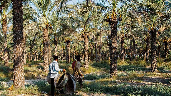 سوغاتیهای نخلستان آبپخش سوغاتیهای نخلستان آبپخش