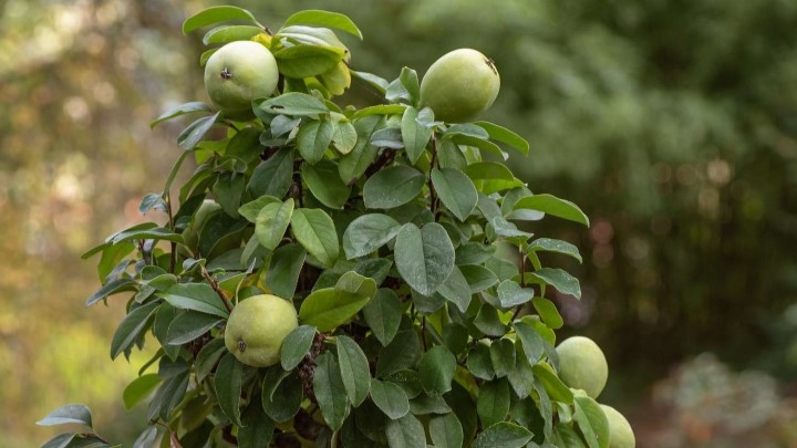 بهترین زمان برداشت میوه به بهترین زمان برداشت میوه به