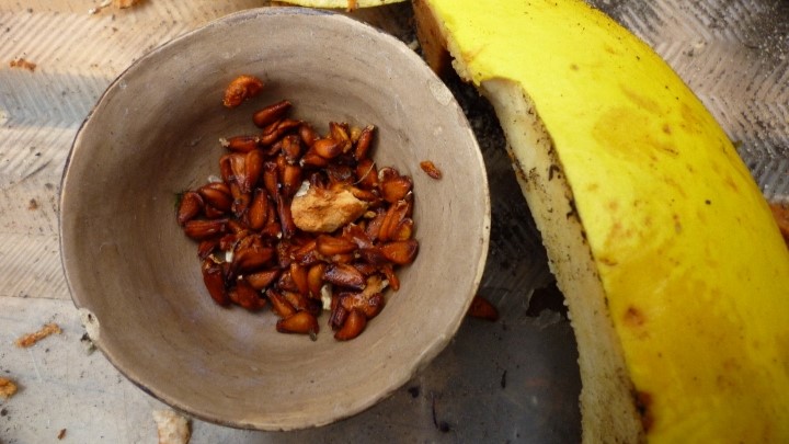 مراحل کاشت دانه به در گلدان مراحل کاشت دانه به در گلدان