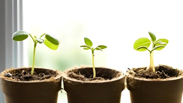 روش کاشت دانه به در گلدان روش کاشت دانه به در گلدان