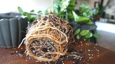 ۶ نشانه‌ تنگ بودن گلدان برای گیاه + چگونگی رفع آن