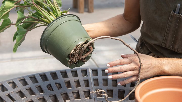۶ نشانه‌ تنگ بودن گلدان برای گیاه