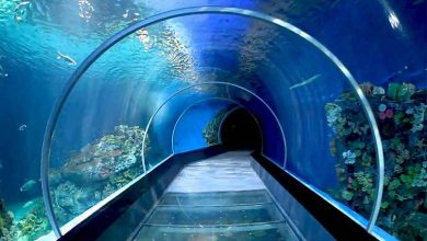 آکواریوم بندر انزلی (بزرگ‌ترین آکواریوم ایران) را بشناسید