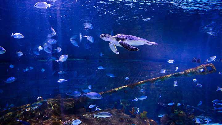 با بخش‌های مختلف آکواریوم انزلی آشنا شوید