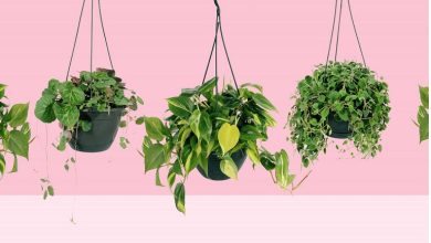 فوت‌وفن های مراقبت و آبیاری گیاهان آویز