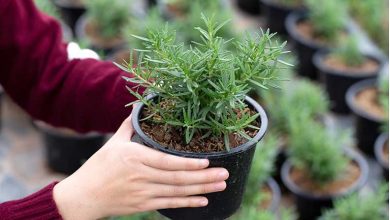 نکات مهم برای نگهداری از گیاه رزماری در زمستان