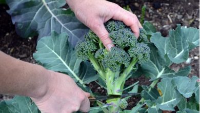 نحوه کاشت کلم بروکلی؛ گام به گام+ بهترین زمان کاشت
