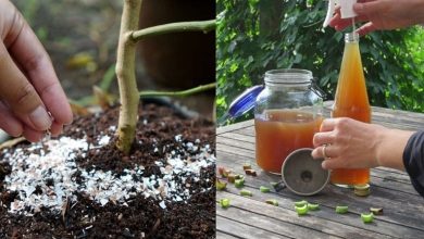 10 تقویت کننده‌ طبیعی گیاهان را بشناسید