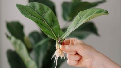 آموزش قلمه زدن فیکوس از طریق برگ؛ مرحله به مرحله