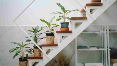 گیاهان مناسب راه پله‌های سرد و بدون نور؛ با شرایط نگهداری آسان