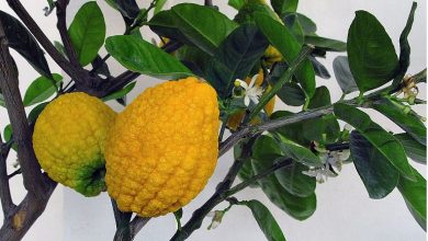 طرز کاشت هسته بالنگ در گلدان