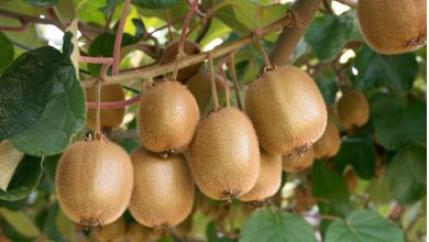 آموزش کاشت کیوی؛ مرحله به مرحله + بهترین زمان کاشت