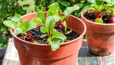 آموزش کاشت لبو (چغندر) در گلدان؛ مرحله به مرحله