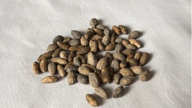 راز پنهان در هسته زیتون؛ فوایدی که نمی‌دانستید