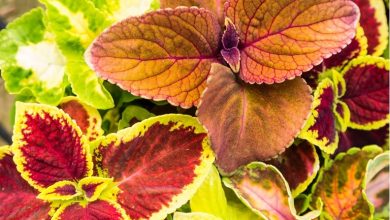 نحوه پرورش و تکثیر گیاه حسن یوسف+ نکات نگهداری