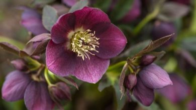 نحوه کاشت گل خربق در زمستان؛ مرحله به مرحله + نکات