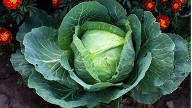 نحوه کاشت کلم پیچ در گلدان و باغچه + بهترین زمان کاشت