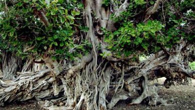 از درخت عجیب مکرزن چابهار چه می‌دانید؟