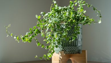 در مورد گیاه انجیر چسب؛ روش نگهداری و تکثیر آن