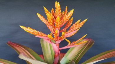 روش مراقبت و پرورش گل ایکمیا چانتینی؛ راهنمای کامل