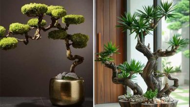 انواع درختچه‌های زینتی آپارتمانی؛ مینیمال و شیک
