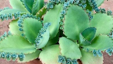 روش‌های تکثیر و پرورش گیاه اشک تمساح+ نکات نگهداری