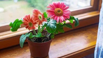 روش‌های نگهداری و پرورش گل ژربرا+ نکات کلیدی