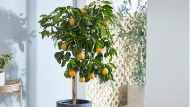 روش نگهداری نهال نارنج در گلدان+ علت زرد شدن برگ آن و پیشگیری