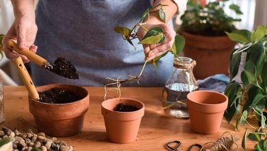 آموزش مرحله به مرحله قلمه زدن و تکثیر گیاهان آپارتمانی