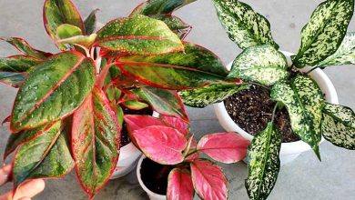 معرفی گیاه آگلونما؛ راهنمای نگهداری و پرورش