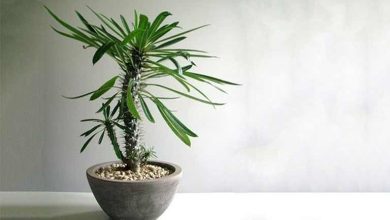 نحوه نگهداری و پرورش نخل ماداگاسکار در آپارتمان