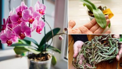 بهترین روشهای نگهداری گل ارکیده؛ راهنمای کامل