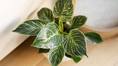 راهنمای مراقبت و پرورش فیلودندرون در آپارتمان+ نحوه هرس کردن آن