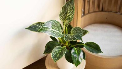 روش نگهداری گیاه فیلودندرون+ رفع باز نشدن برگ‌های آن