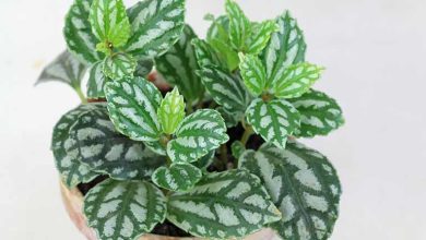 روش نگهداری و پرورش گیاه پیله‌آ (آلومینیومی) در خانه